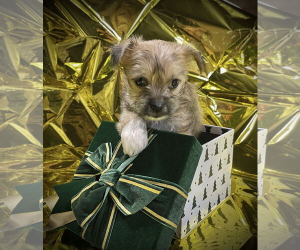 Medium Photo #2 Chihuahua-Unknown Mix Puppy For Sale in Milwaukie, OR, USA