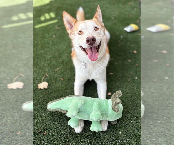 Medium Photo #5 Siberian Husky-Unknown Mix Puppy For Sale in Salt Lake City, UT, USA