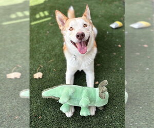 Ace - Male Siberian Husky-Unknown Mix Dog for Adoption - Photo #5