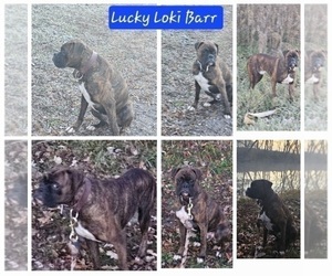 Father of the Boxer puppies born on 05/27/2026