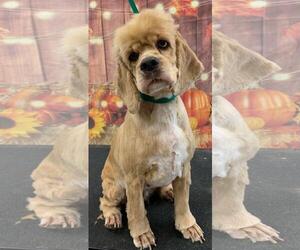 Cocker Spaniel Dogs for adoption in Westminster, MD, USA