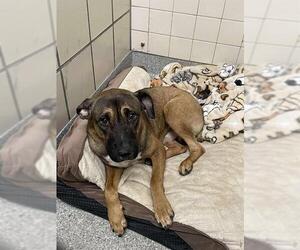 American Pit Bull Terrier-Unknown Mix Dogs for adoption in Pasadena, TX, USA