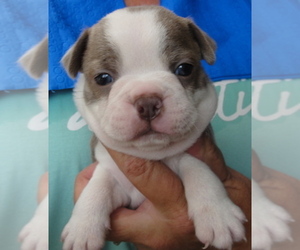 Boston Terrier Puppy for sale in CRKD RVR RNCH, OR, USA