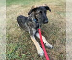 Small #8 German Shepherd Dog Mix