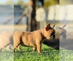 Small #23 French Bulldog