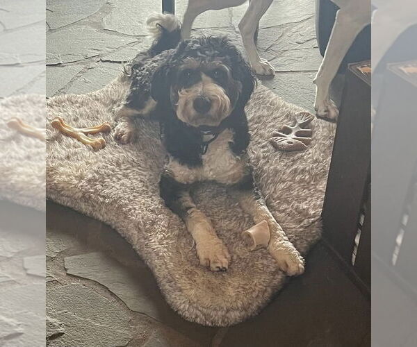 Medium Photo #6 Bernedoodle Puppy For Sale in St. Louis Park, MN, USA