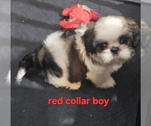 Medium Shih Tzu