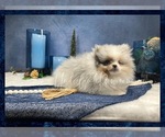 Small Photo #4 Pomeranian Puppy For Sale in VICTORVILLE, CA, USA