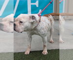 Small #1 Bulldog