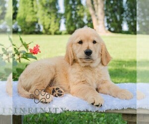 Golden Retriever Puppy for sale in NEWPORT, PA, USA