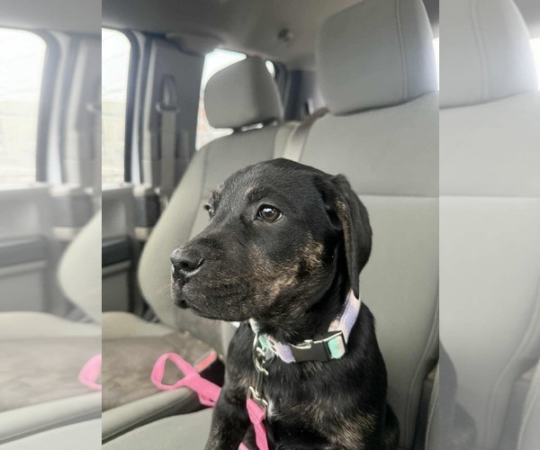 Medium Photo #1 Boxer-Unknown Mix Puppy For Sale in Duluth, MN, USA