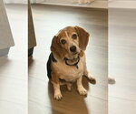 Small #1 Beagle