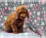 Small Photo #2 Miniature Labradoodle Puppy For Sale in LAKELAND, FL, USA