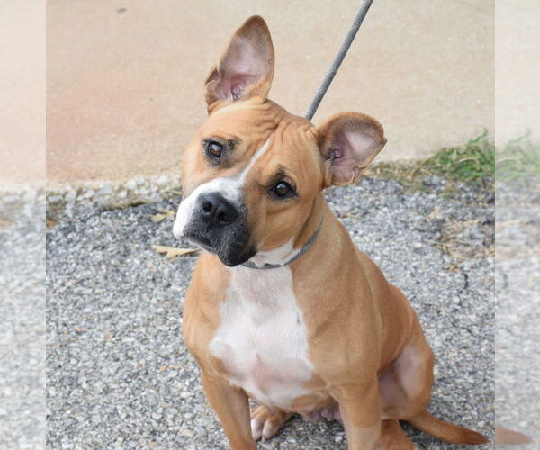 Medium Photo #4 Bull-Boxer Puppy For Sale in Anniston, AL, USA