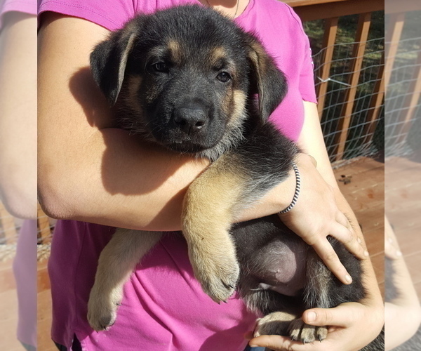 Medium Photo #29 German Shepherd Dog Puppy For Sale in LAWRENCEBURG, TN, USA