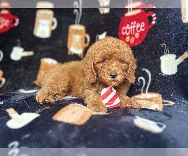 Medium Photo #2 Cavapoo Puppy For Sale in LAKELAND, FL, USA