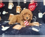 Small #1 Cavapoo