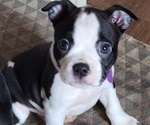 Puppy Puppy 1 Boston Terrier