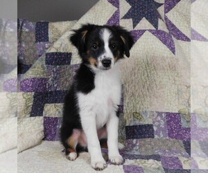 Miniature Australian Shepherd Puppy for sale in HARRISON, OH, USA