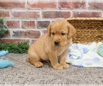 Small #6 Labrador Retriever