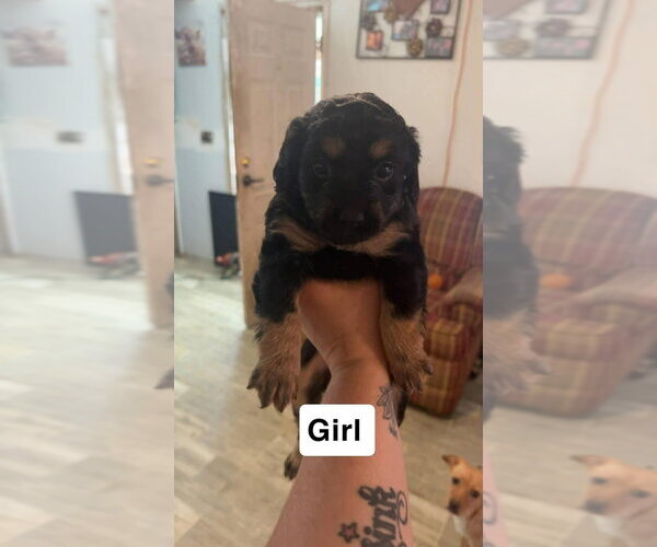 Medium Photo #4 Chihuahua-Cock-A-Poo Mix Puppy For Sale in Aurora, IN, USA