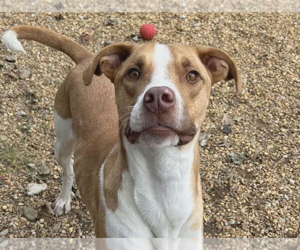 Medium Photo #1 Mutt Puppy For Sale in Anniston, AL, USA