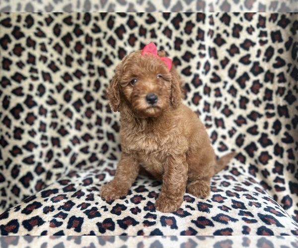 Medium Photo #8 Goldendoodle (Miniature) Puppy For Sale in LAKELAND, FL, USA