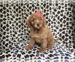 Small #7 Goldendoodle (Miniature)