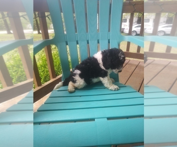 Medium Photo #3 Miniature Bernedoodle Puppy For Sale in MIDWAY, AR, USA