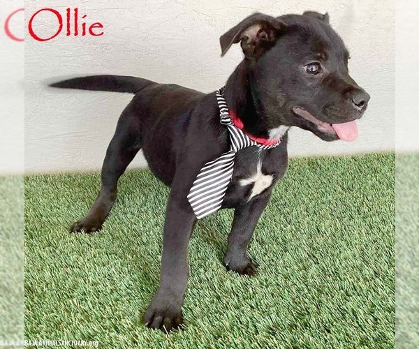 Medium Photo #1 American Staffordshire Terrier-Unknown Mix Puppy For Sale in San Diego, CA, USA