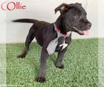 Small American Staffordshire Terrier Mix
