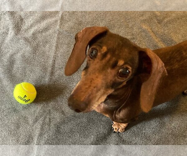 Medium Photo #3 Dachshund Puppy For Sale in Weston, FL, USA