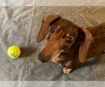 Small #2 Dachshund