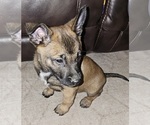 Puppy Orange Belgian Malinois