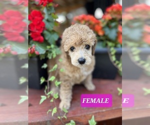 Poodle (Miniature) Puppy for sale in DICKINSON CENTER, NY, USA