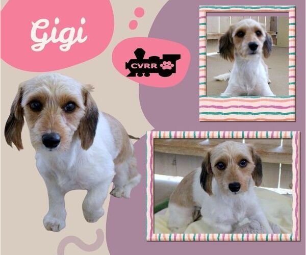 Medium Photo #1 Dachshund-Unknown Mix Puppy For Sale in Lindsay, CA, USA
