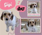 Small Dachshund Mix