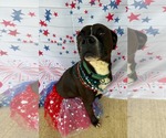 Small #1 Boxer Mix