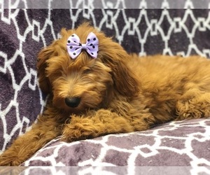 Goldendoodle (Miniature) Puppy for sale in LAKELAND, FL, USA