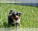 Small #2 Miniature Australian Shepherd