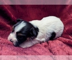 Small #5 Havanese