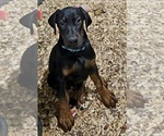 Puppy Elmo Doberman Pinscher