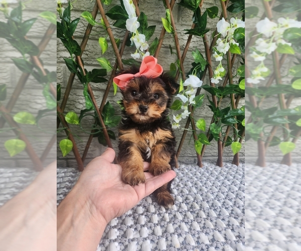 Medium Photo #2 Morkie Puppy For Sale in INDIANAPOLIS, IN, USA