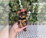 Small #1 Morkie