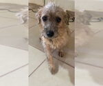 Small #1 Poodle (Miniature) Mix