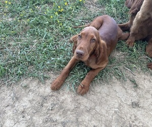 Irish Setter Puppy for sale in CLEVELAND, TN, USA