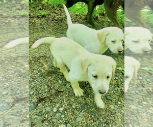 Labrador Retriever Puppy for Sale in BON AQUA, Tennessee USA