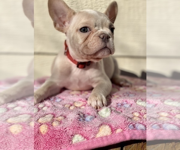 Medium Photo #3 French Bulldog Puppy For Sale in TEMECULA, CA, USA