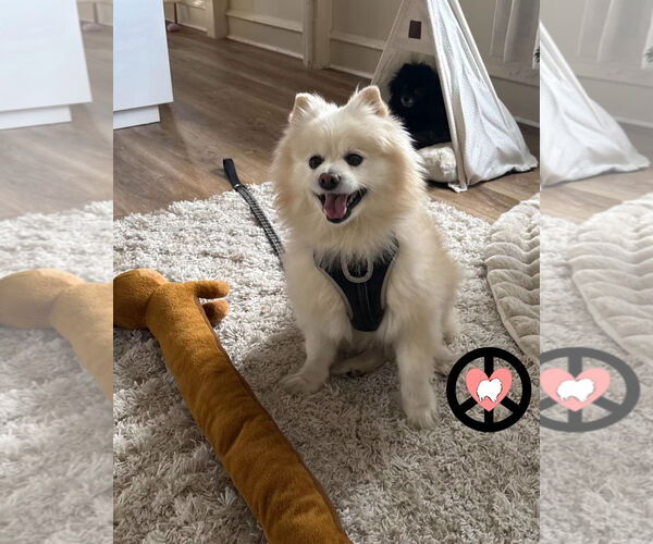 Medium Photo #1 Pomeranian Puppy For Sale in Lebanon, PA, USA