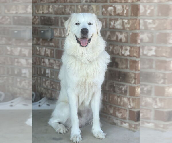 Medium Photo #1 Great Pyrenees Puppy For Sale in Dallas, TX, USA